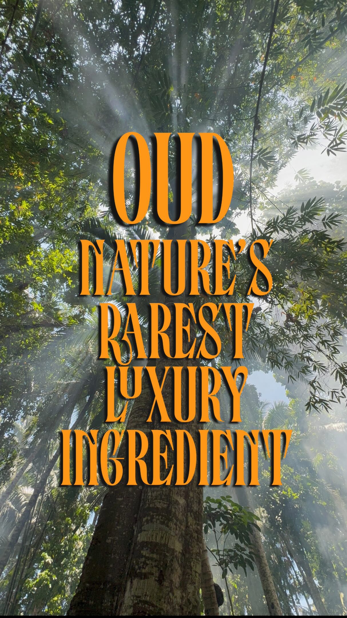 Oud Oil,Oud Attar,Arabic perfume,Arabian Oud,Arabic Oud Perfumes,Pure Oud Oil,Perfume Oil