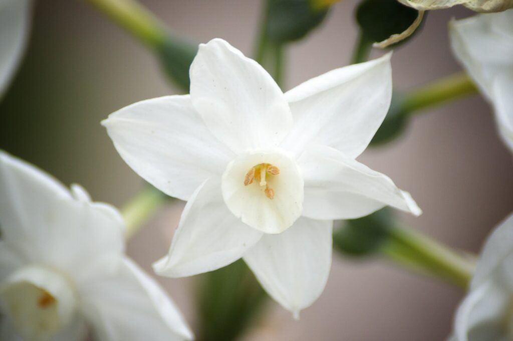 Delicate white narcissus flower representing the floral fragrance family